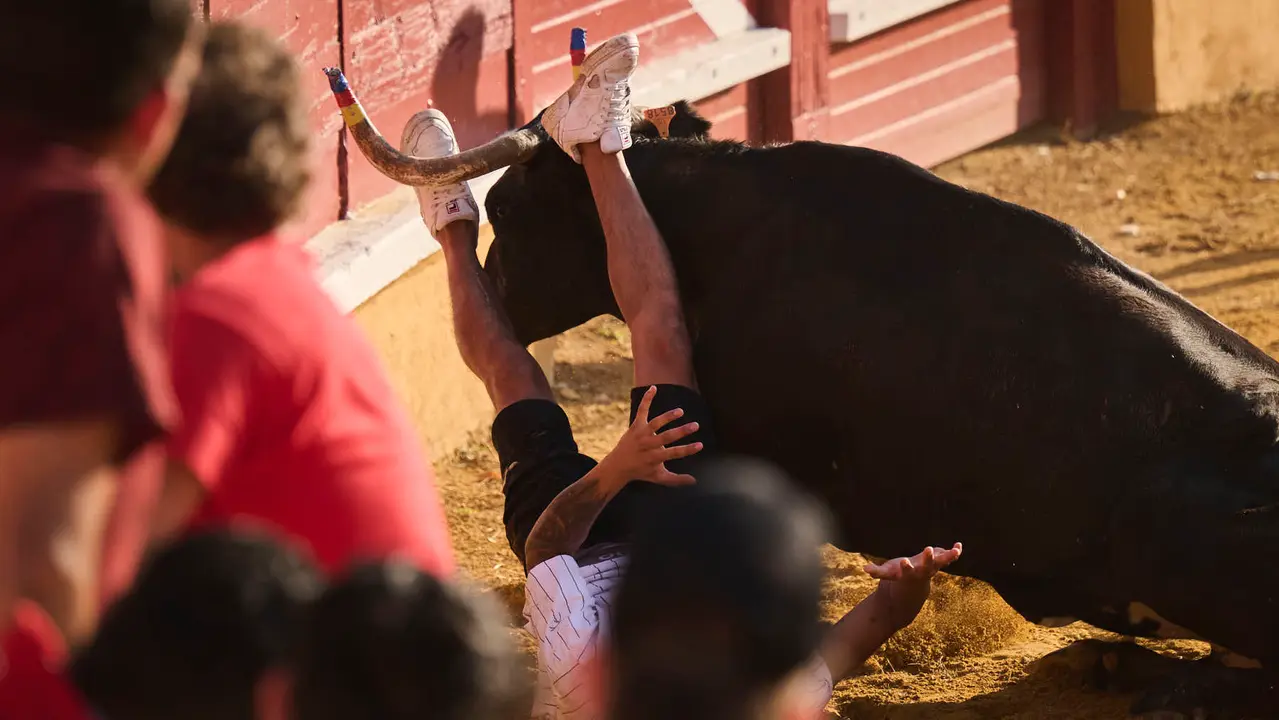 Espectáculo de vacas mañaneras tras el primer encierro de fiestas de Tudela 2025. PABLO LASAOSA