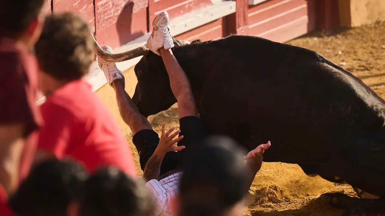 Espectáculo de vacas mañaneras tras el primer encierro de fiestas de Tudela 2025. PABLO LASAOSA