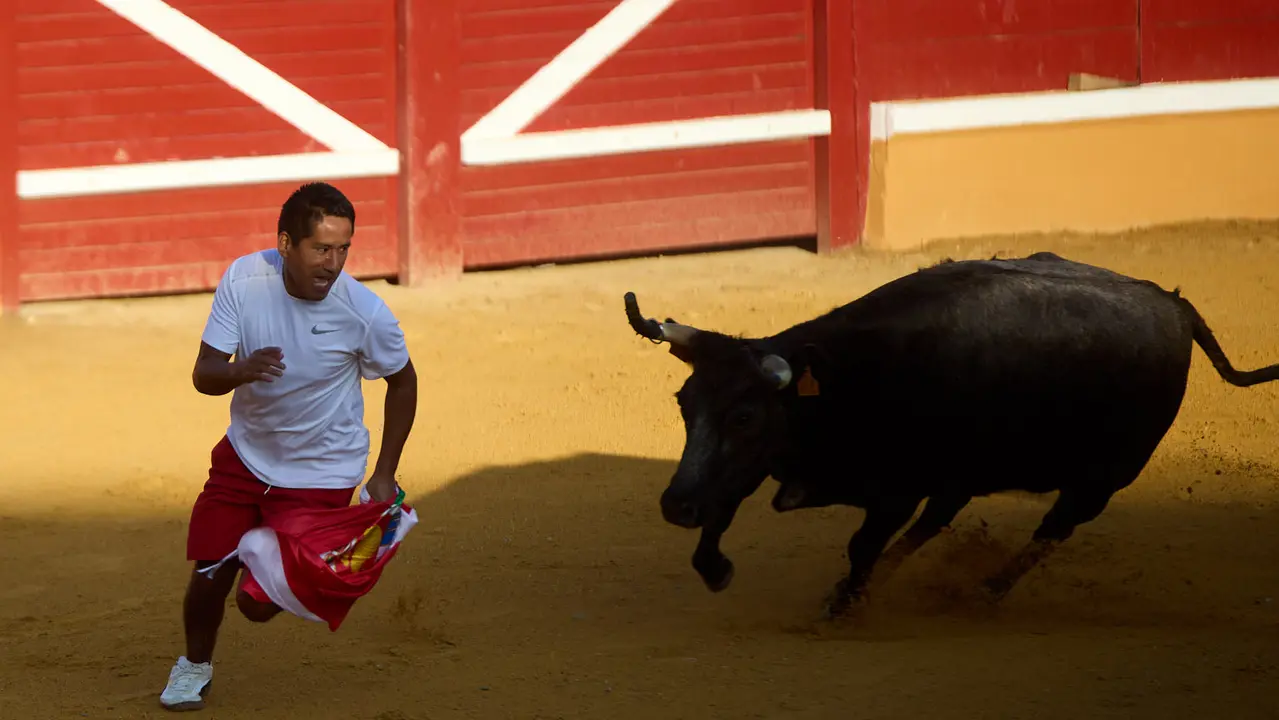 Suelta de vaquillas de la ganadería de Enrique Domínguez en la plaza de toros de Tudela tras el segundo encierro de fiestas de Tudela 2025. IÑIGO ALZUGARAY