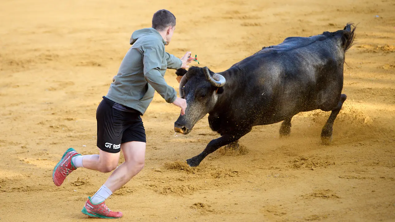 Suelta de vaquillas de la ganadería de Enrique Domínguez en la plaza de toros de Tudela tras el segundo encierro de fiestas de Tudela 2025. IÑIGO ALZUGARAY