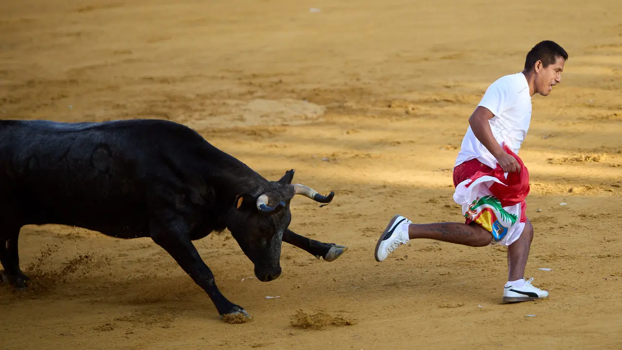 Suelta de vaquillas de la ganadería de Enrique Domínguez en la plaza de toros de Tudela tras el segundo encierro de fiestas de Tudela 2025. IÑIGO ALZUGARAY