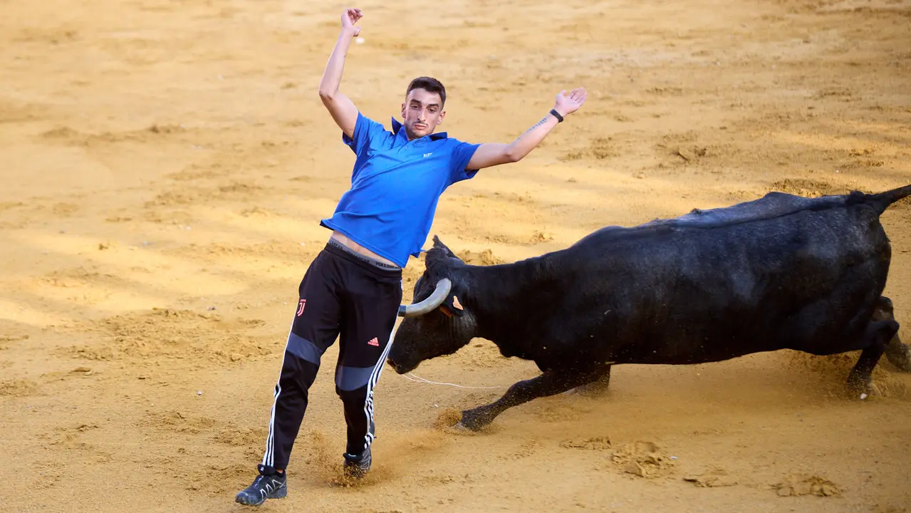 Suelta de vaquillas de la ganadería de Enrique Domínguez en la plaza de toros de Tudela tras el segundo encierro de fiestas de Tudela 2025. IÑIGO ALZUGARAY