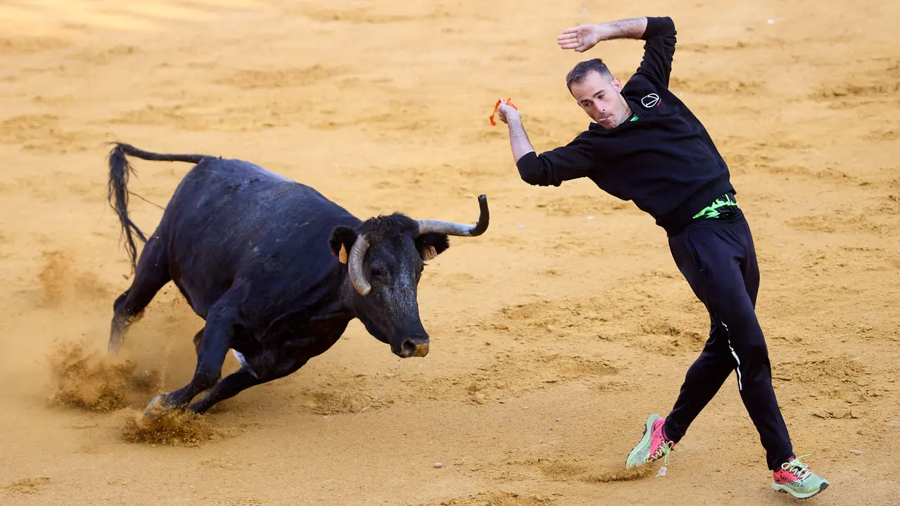 Suelta de vaquillas de la ganadería de Enrique Domínguez en la plaza de toros de Tudela tras el segundo encierro de fiestas de Tudela 2025. IÑIGO ALZUGARAY