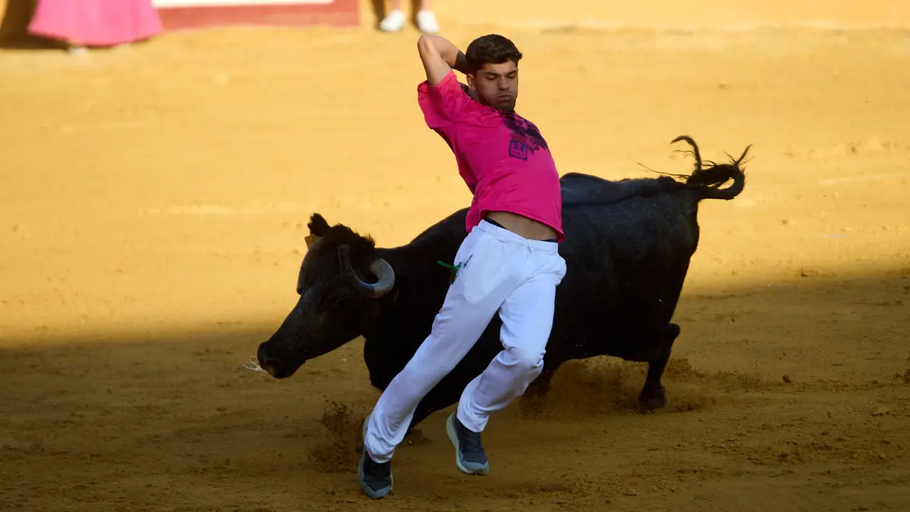 Suelta de vaquillas de la ganadería de Enrique Domínguez en la plaza de toros de Tudela tras el segundo encierro de fiestas de Tudela 2025. IÑIGO ALZUGARAY