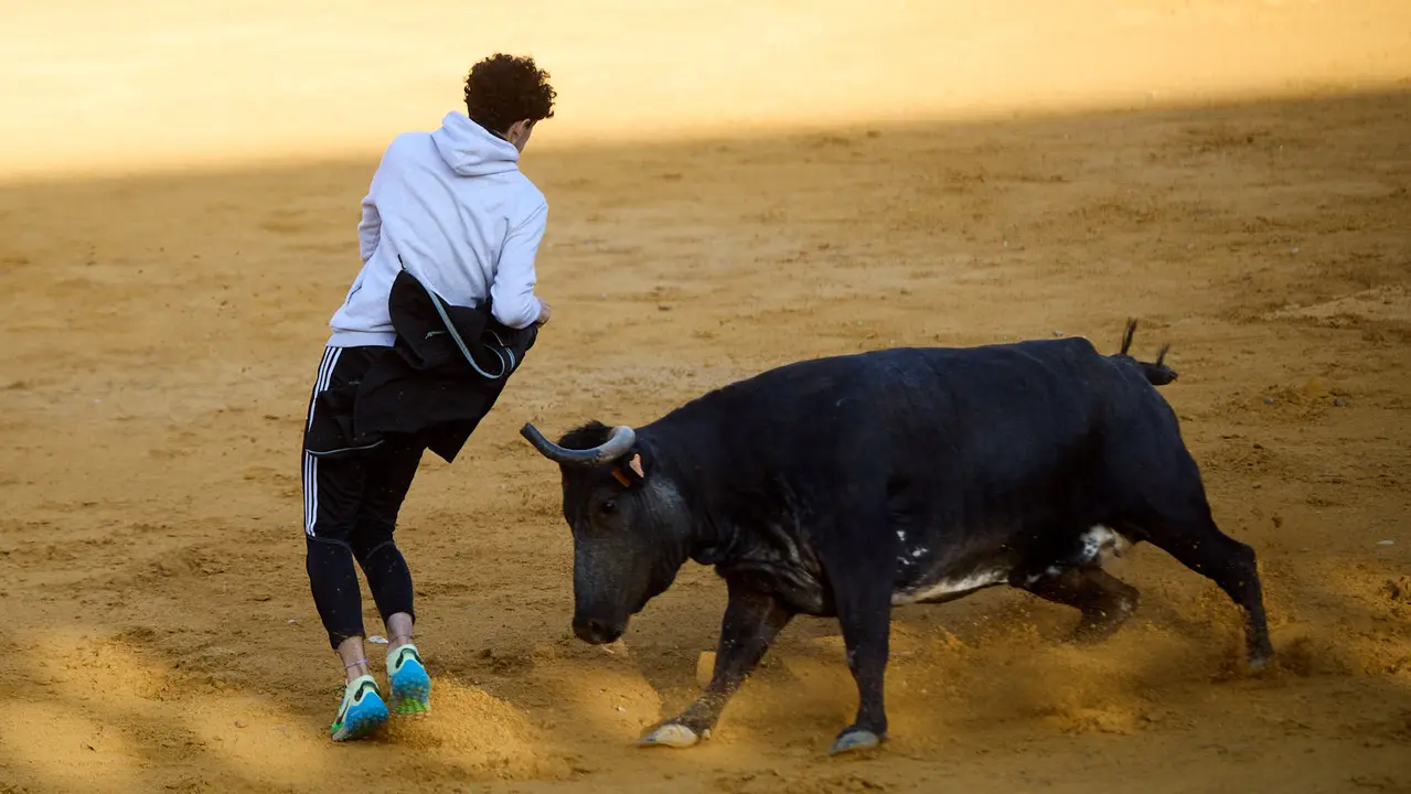 Suelta de vaquillas de la ganadería de Enrique Domínguez en la plaza de toros de Tudela tras el segundo encierro de fiestas de Tudela 2025. IÑIGO ALZUGARAY