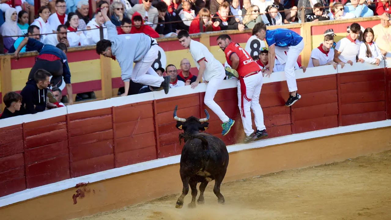 Suelta de vaquillas de la ganadería de Enrique Domínguez en la plaza de toros de Tudela tras el segundo encierro de fiestas de Tudela 2025. IÑIGO ALZUGARAY