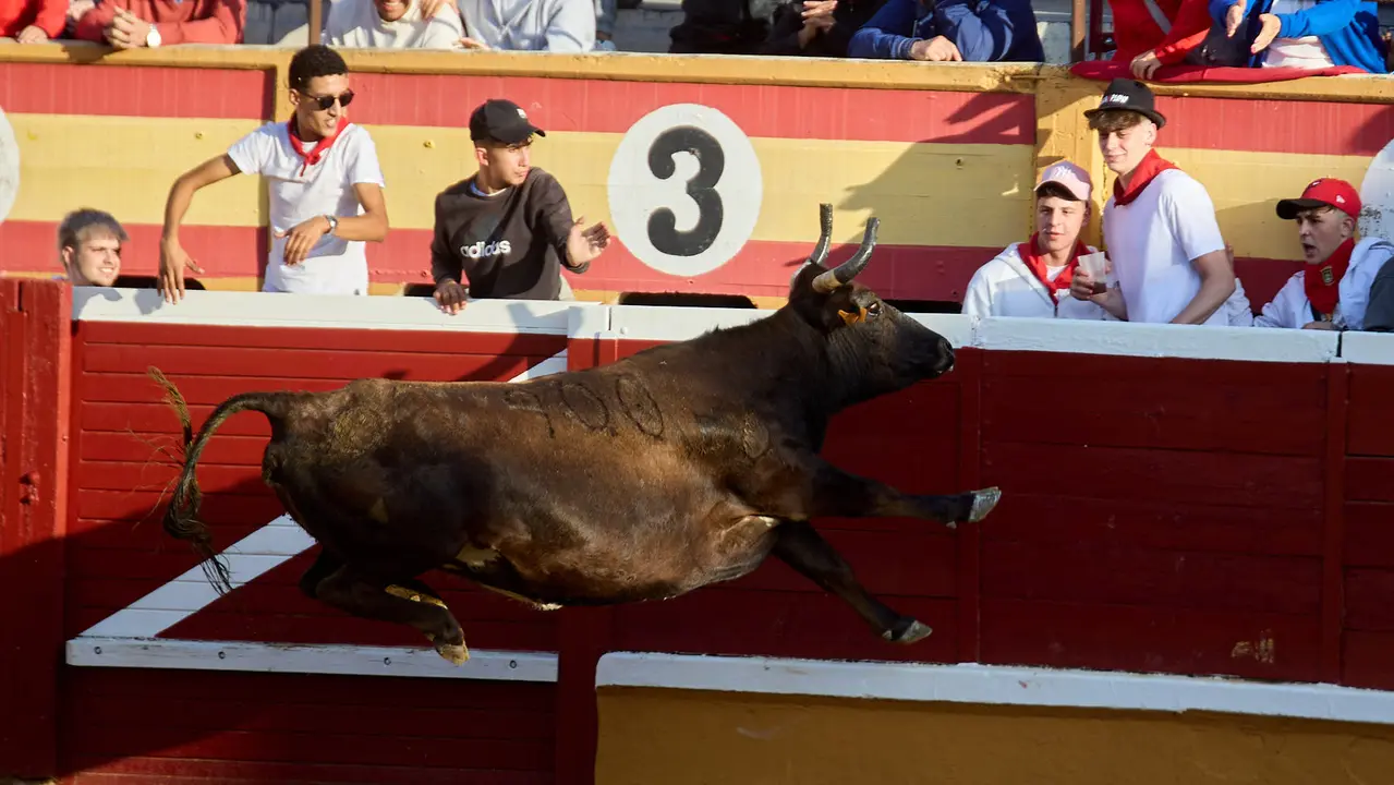 Suelta de vaquillas de la ganadería de Enrique Domínguez en la plaza de toros de Tudela tras el segundo encierro de fiestas de Tudela 2025. IÑIGO ALZUGARAY