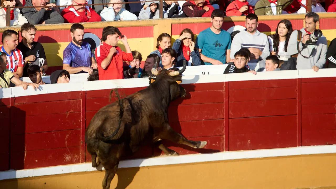Suelta de vaquillas de la ganadería de Enrique Domínguez en la plaza de toros de Tudela tras el segundo encierro de fiestas de Tudela 2025. IÑIGO ALZUGARAY