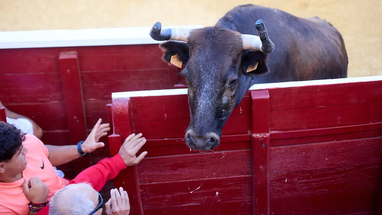 Suelta de vaquillas de la ganadería de Enrique Domínguez en la plaza de toros de Tudela tras el segundo encierro de fiestas de Tudela 2025. IÑIGO ALZUGARAY