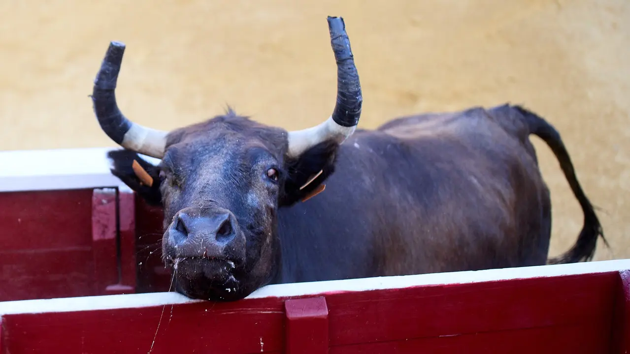 Suelta de vaquillas de la ganadería de Enrique Domínguez en la plaza de toros de Tudela tras el segundo encierro de fiestas de Tudela 2025. IÑIGO ALZUGARAY