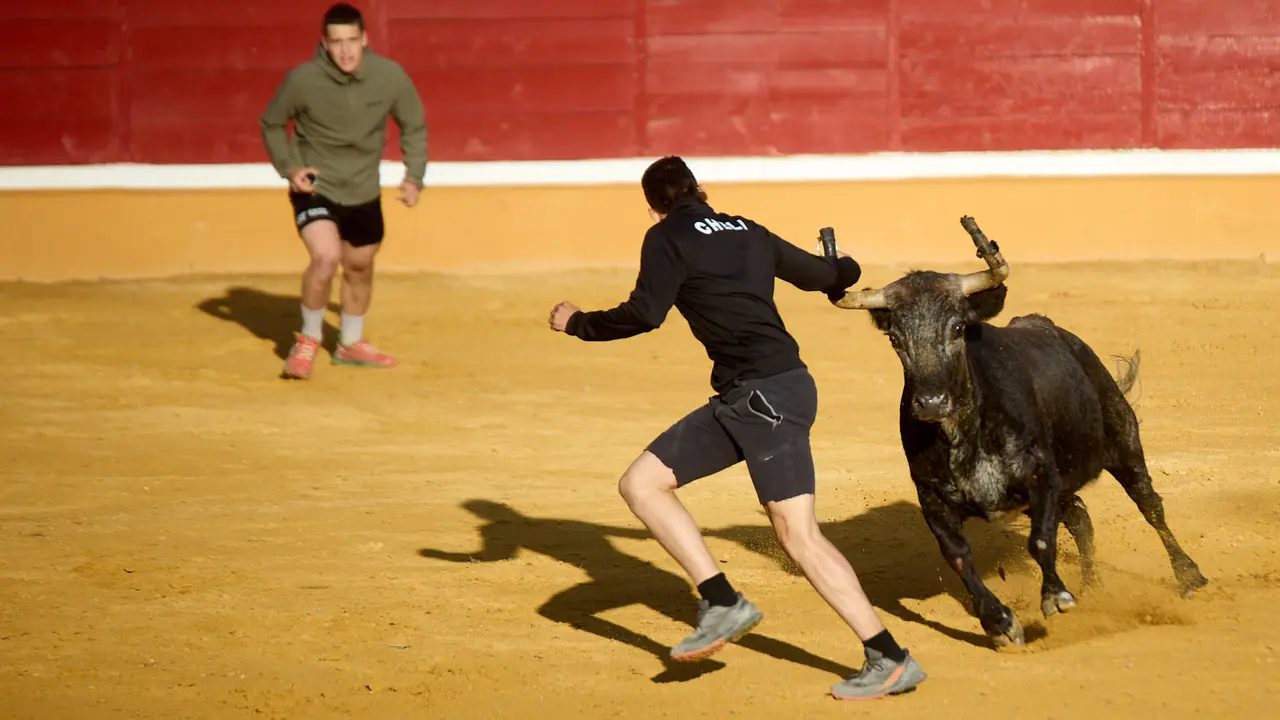 Suelta de vaquillas de la ganadería de Enrique Domínguez en la plaza de toros de Tudela tras el segundo encierro de fiestas de Tudela 2025. IÑIGO ALZUGARAY