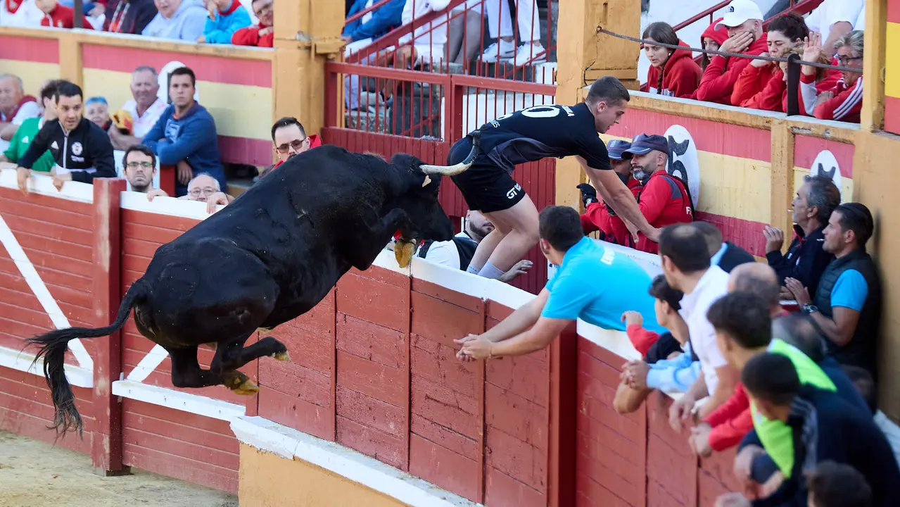 Suelta de vaquillas de la ganadería de Enrique Domínguez en la plaza de toros de Tudela tras el segundo encierro de fiestas de Tudela 2025. IÑIGO ALZUGARAY