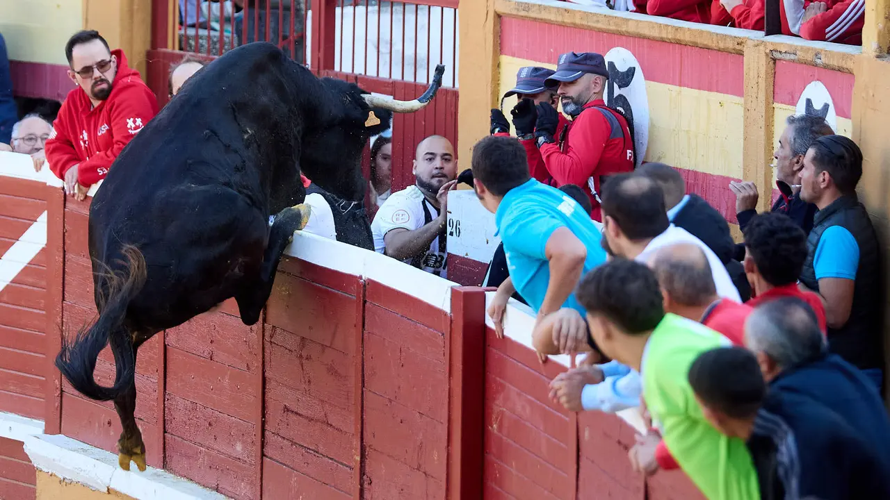 Suelta de vaquillas de la ganadería de Enrique Domínguez en la plaza de toros de Tudela tras el segundo encierro de fiestas de Tudela 2025. IÑIGO ALZUGARAY