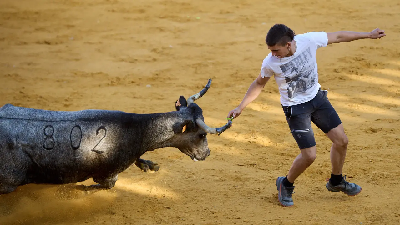 Suelta de vaquillas de la ganadería de Enrique Domínguez en la plaza de toros de Tudela tras el segundo encierro de fiestas de Tudela 2025. IÑIGO ALZUGARAY
