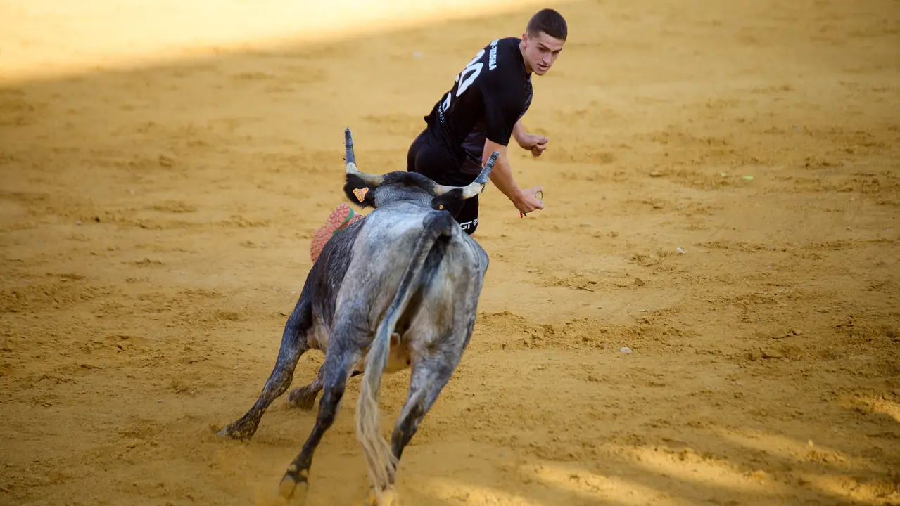 Suelta de vaquillas de la ganadería de Enrique Domínguez en la plaza de toros de Tudela tras el segundo encierro de fiestas de Tudela 2025. IÑIGO ALZUGARAY