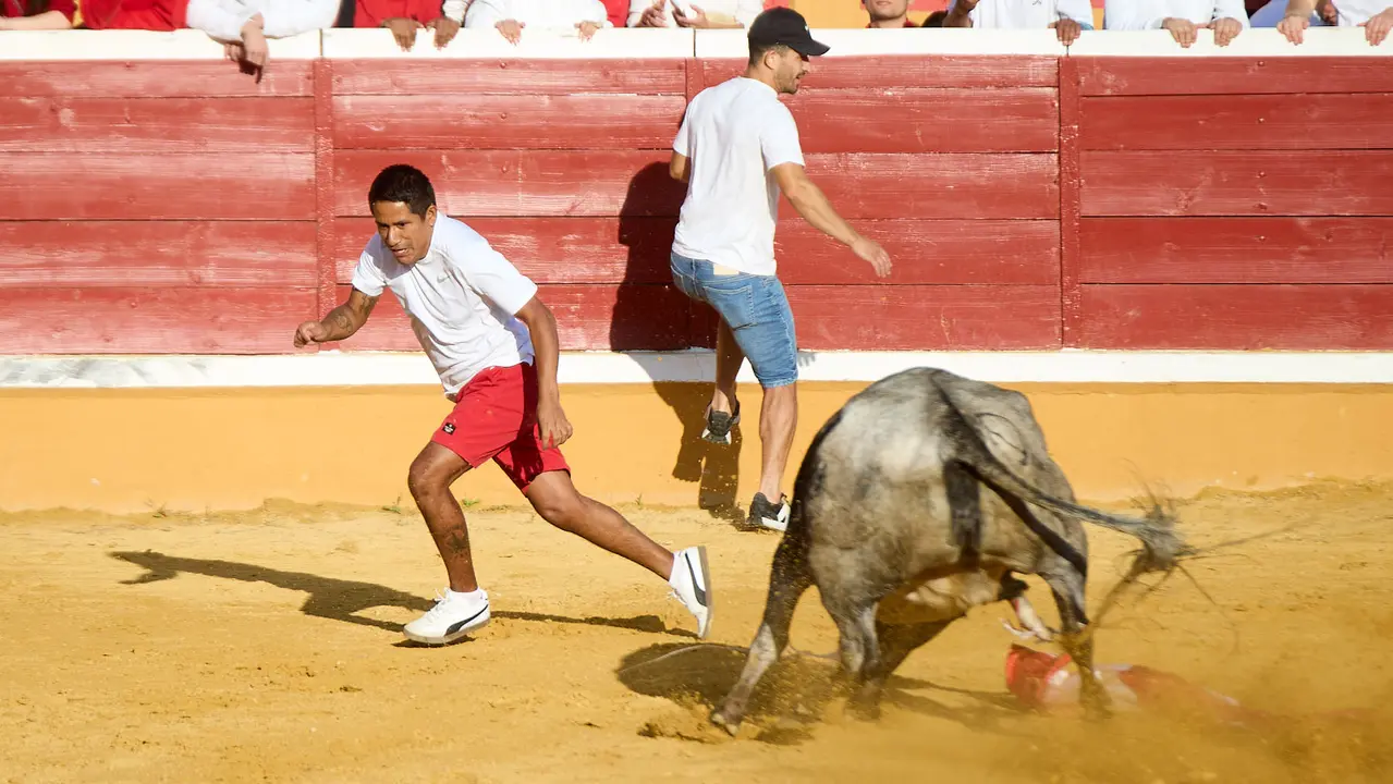 Suelta de vaquillas de la ganadería de Enrique Domínguez en la plaza de toros de Tudela tras el segundo encierro de fiestas de Tudela 2025. IÑIGO ALZUGARAY