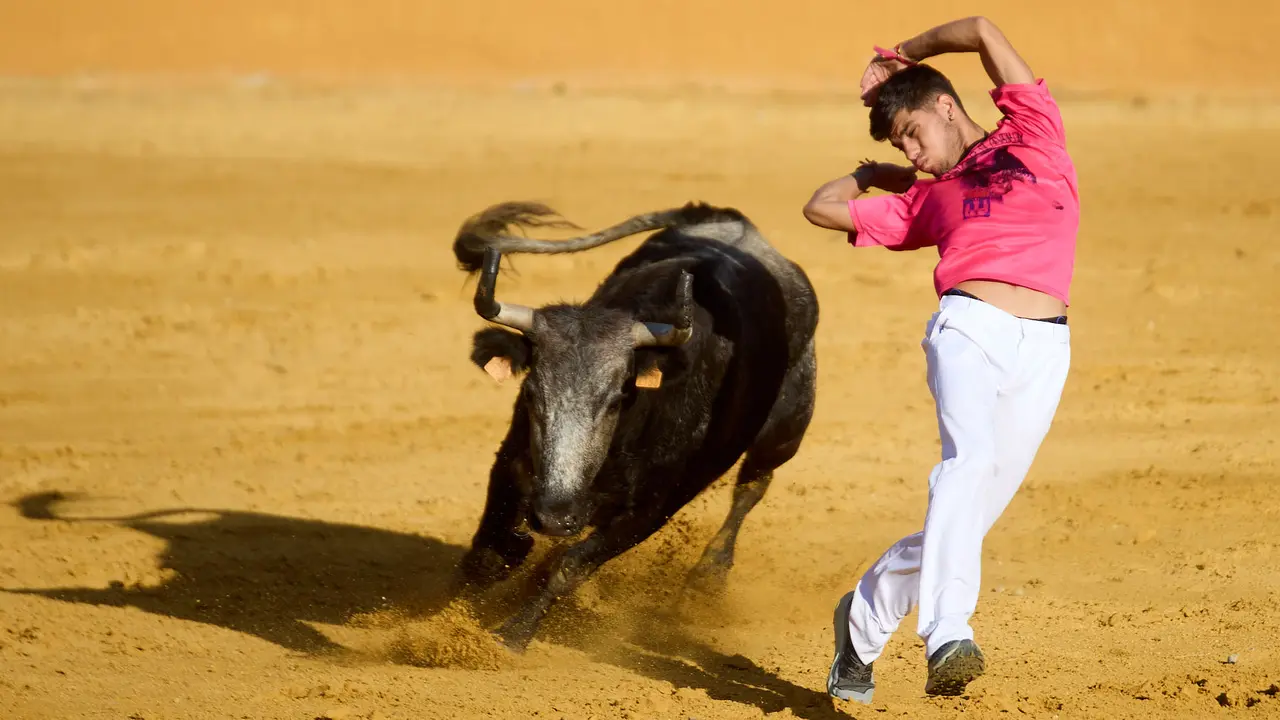 Suelta de vaquillas de la ganadería de Enrique Domínguez en la plaza de toros de Tudela tras el segundo encierro de fiestas de Tudela 2025. IÑIGO ALZUGARAY