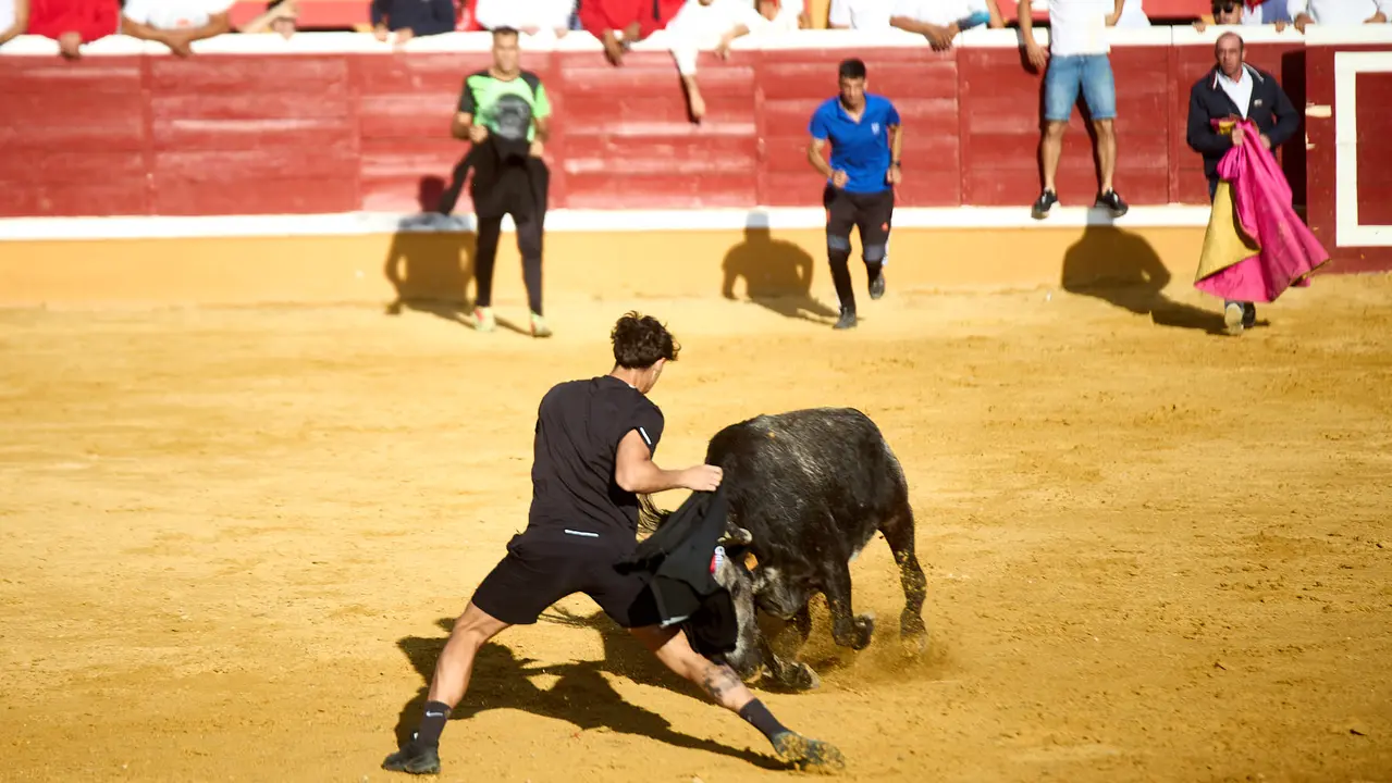 Suelta de vaquillas de la ganadería de Enrique Domínguez en la plaza de toros de Tudela tras el segundo encierro de fiestas de Tudela 2025. IÑIGO ALZUGARAY
