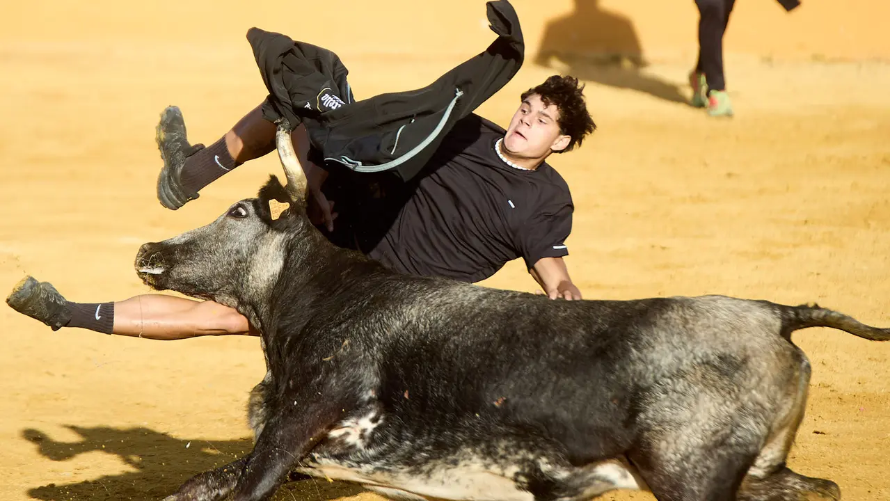 Suelta de vaquillas de la ganadería de Enrique Domínguez en la plaza de toros de Tudela tras el segundo encierro de fiestas de Tudela 2025. IÑIGO ALZUGARAY