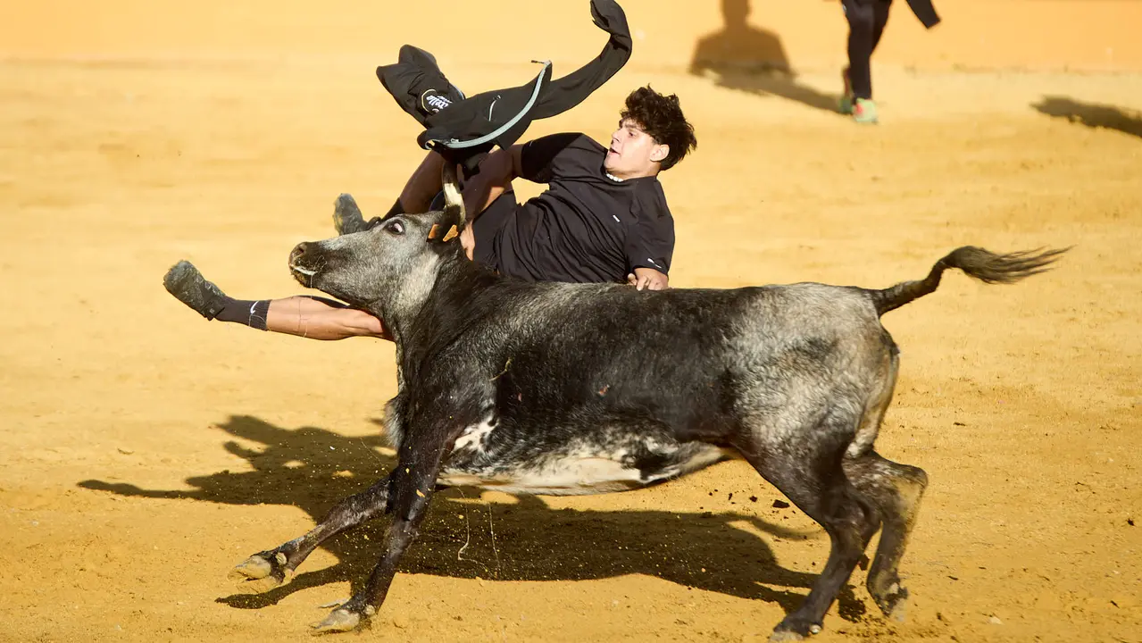 Suelta de vaquillas de la ganadería de Enrique Domínguez en la plaza de toros de Tudela tras el segundo encierro de fiestas de Tudela 2025. IÑIGO ALZUGARAY