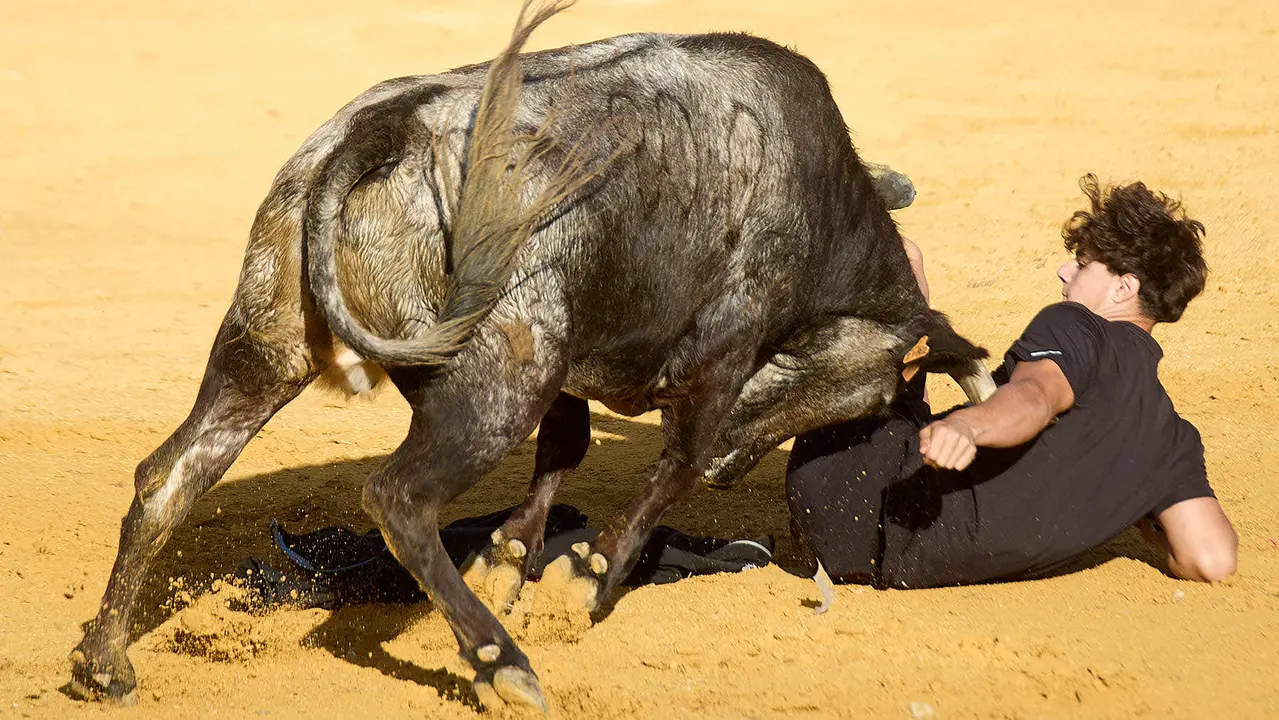 Suelta de vaquillas de la ganadería de Enrique Domínguez en la plaza de toros de Tudela tras el segundo encierro de fiestas de Tudela 2025. IÑIGO ALZUGARAY