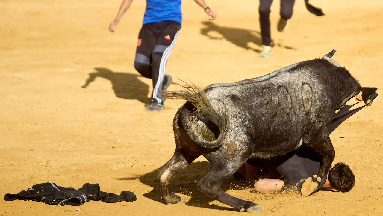 Suelta de vaquillas de la ganadería de Enrique Domínguez en la plaza de toros de Tudela tras el segundo encierro de fiestas de Tudela 2025. IÑIGO ALZUGARAY
