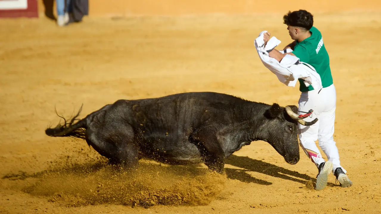 Suelta de vaquillas de la ganadería de Enrique Domínguez en la plaza de toros de Tudela tras el segundo encierro de fiestas de Tudela 2025. IÑIGO ALZUGARAY
