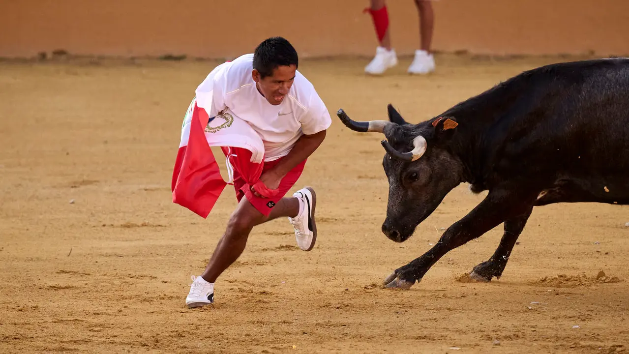 Suelta de vaquillas de la ganadería de Enrique Domínguez en la plaza de toros de Tudela tras el segundo encierro de toros durante las fiestas 2025. PABLO LASAOSA