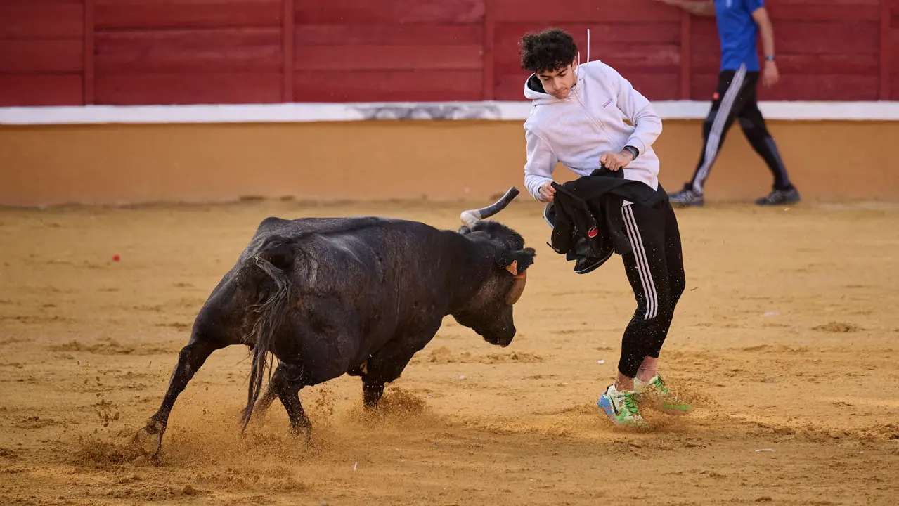 Suelta de vaquillas de la ganadería de Enrique Domínguez en la plaza de toros de Tudela tras el segundo encierro de toros durante las fiestas 2025. PABLO LASAOSA