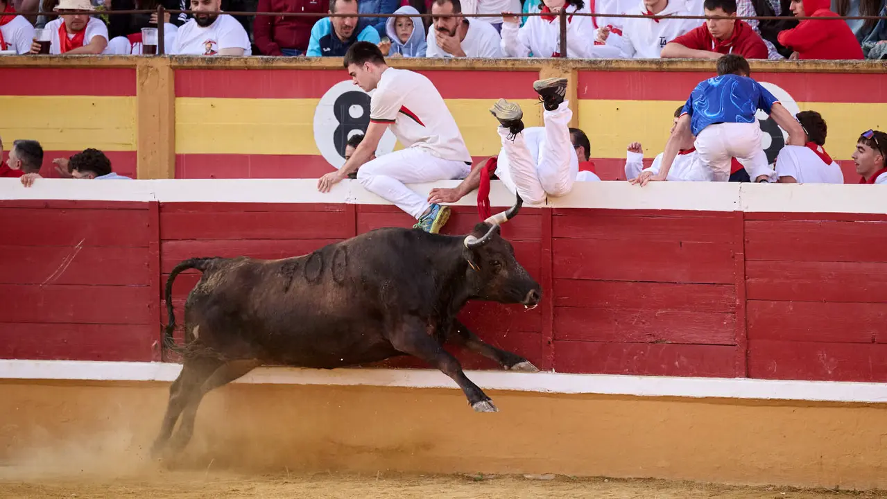 Suelta de vaquillas de la ganadería de Enrique Domínguez en la plaza de toros de Tudela tras el segundo encierro de toros durante las fiestas 2025. PABLO LASAOSA