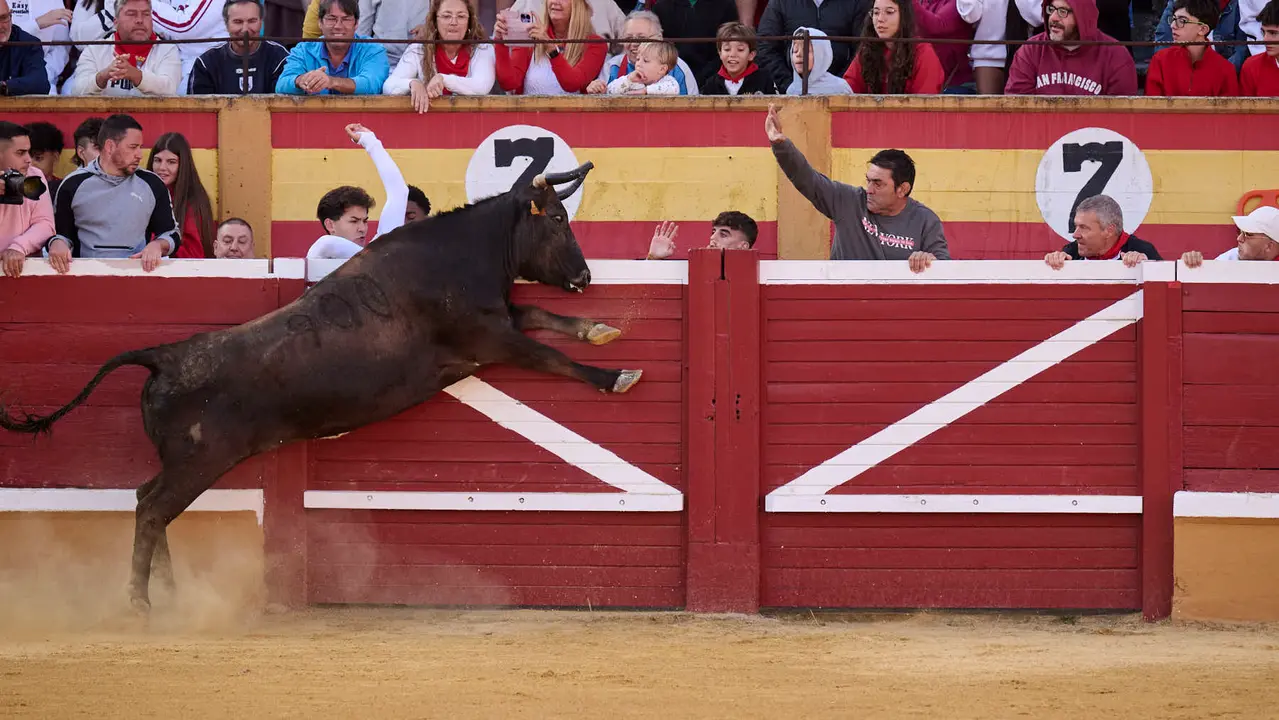 Suelta de vaquillas de la ganadería de Enrique Domínguez en la plaza de toros de Tudela tras el segundo encierro de toros durante las fiestas 2025. PABLO LASAOSA