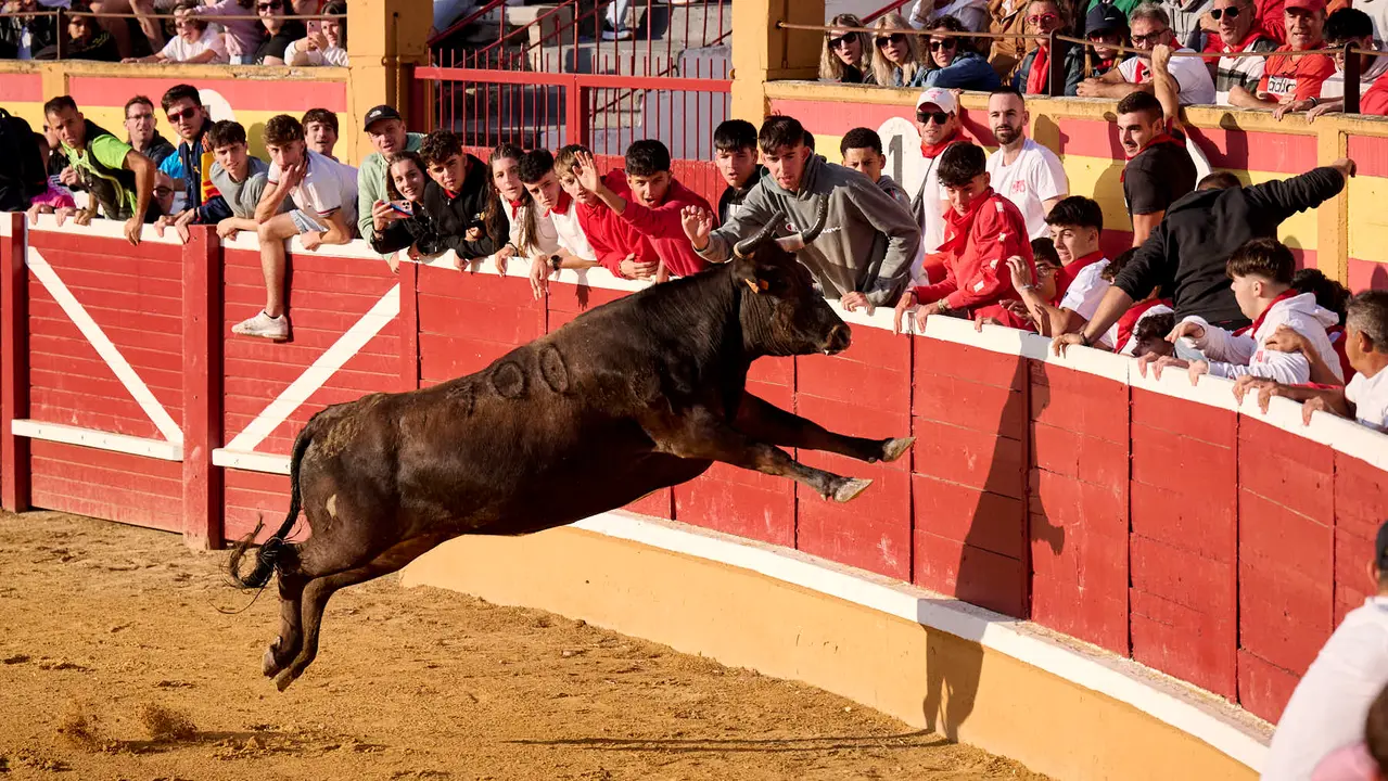 Suelta de vaquillas de la ganadería de Enrique Domínguez en la plaza de toros de Tudela tras el segundo encierro de toros durante las fiestas 2025. PABLO LASAOSA