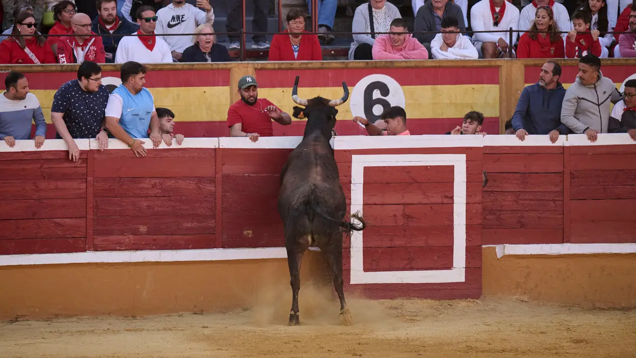 Suelta de vaquillas de la ganadería de Enrique Domínguez en la plaza de toros de Tudela tras el segundo encierro de toros durante las fiestas 2025. PABLO LASAOSA