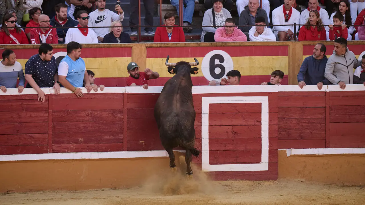Suelta de vaquillas de la ganadería de Enrique Domínguez en la plaza de toros de Tudela tras el segundo encierro de toros durante las fiestas 2025. PABLO LASAOSA