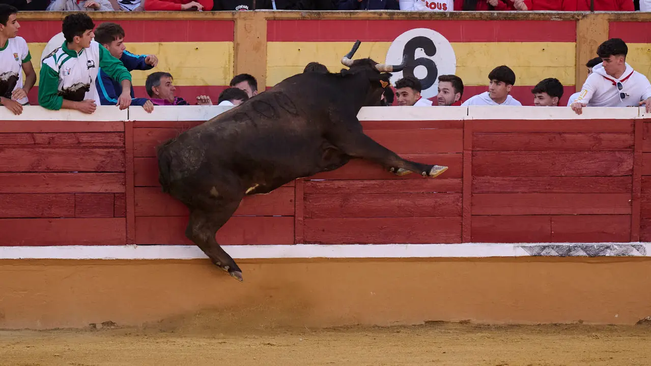 Suelta de vaquillas de la ganadería de Enrique Domínguez en la plaza de toros de Tudela tras el segundo encierro de toros durante las fiestas 2025. PABLO LASAOSA