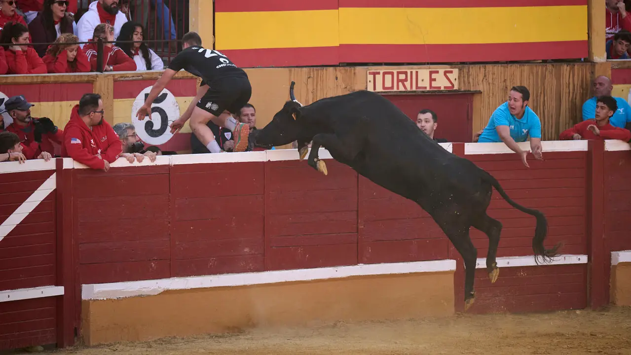 Suelta de vaquillas de la ganadería de Enrique Domínguez en la plaza de toros de Tudela tras el segundo encierro de toros durante las fiestas 2025. PABLO LASAOSA