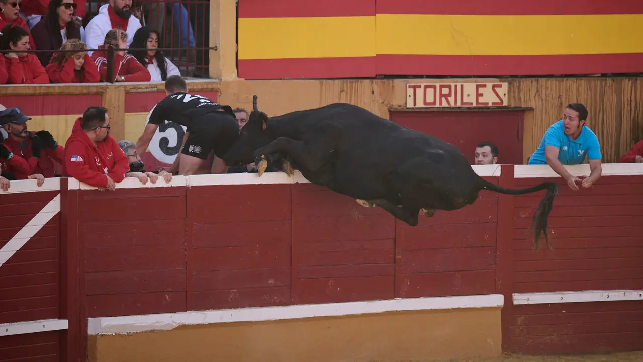 Suelta de vaquillas de la ganadería de Enrique Domínguez en la plaza de toros de Tudela tras el segundo encierro de toros durante las fiestas 2025. PABLO LASAOSA