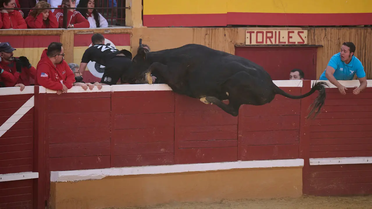 Suelta de vaquillas de la ganadería de Enrique Domínguez en la plaza de toros de Tudela tras el segundo encierro de toros durante las fiestas 2025. PABLO LASAOSA