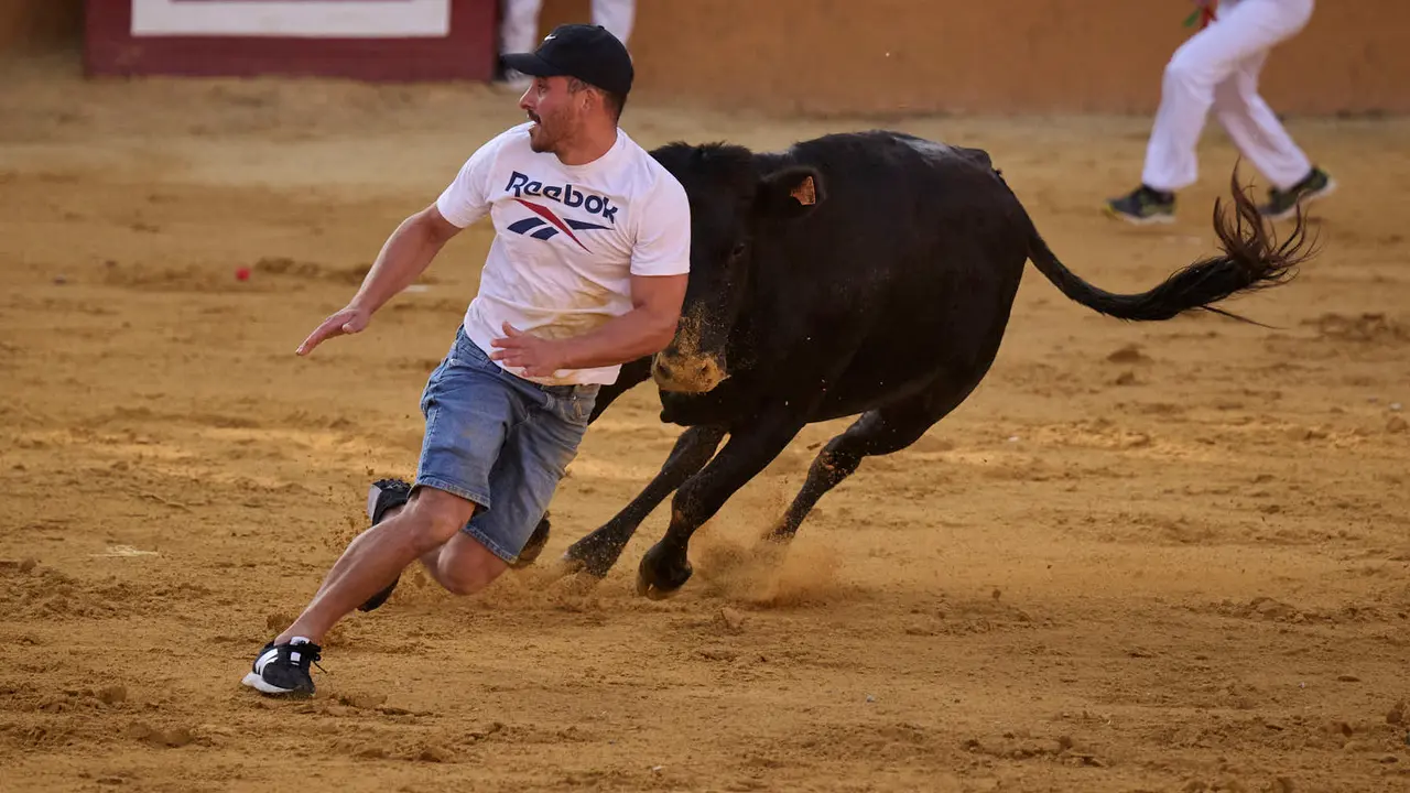 Suelta de vaquillas de la ganadería de Enrique Domínguez en la plaza de toros de Tudela tras el segundo encierro de toros durante las fiestas 2025. PABLO LASAOSA