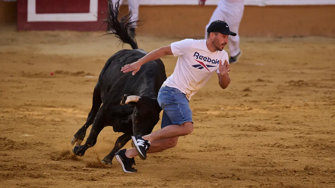 Suelta de vaquillas de la ganadería de Enrique Domínguez en la plaza de toros de Tudela tras el segundo encierro de toros durante las fiestas 2025. PABLO LASAOSA