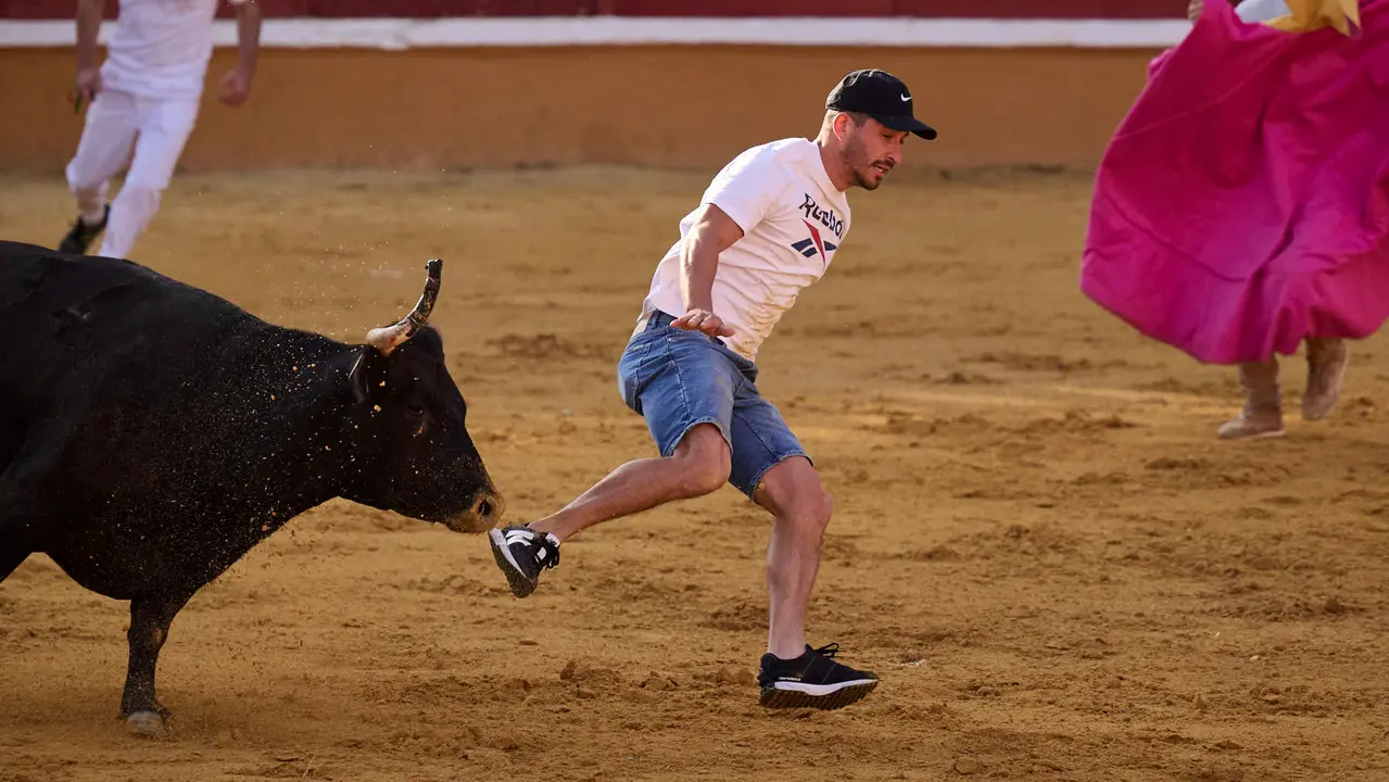 Suelta de vaquillas de la ganadería de Enrique Domínguez en la plaza de toros de Tudela tras el segundo encierro de toros durante las fiestas 2025. PABLO LASAOSA