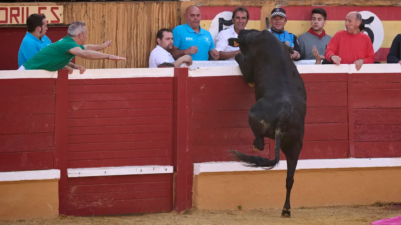 Suelta de vaquillas de la ganadería de Enrique Domínguez en la plaza de toros de Tudela tras el segundo encierro de toros durante las fiestas 2025. PABLO LASAOSA