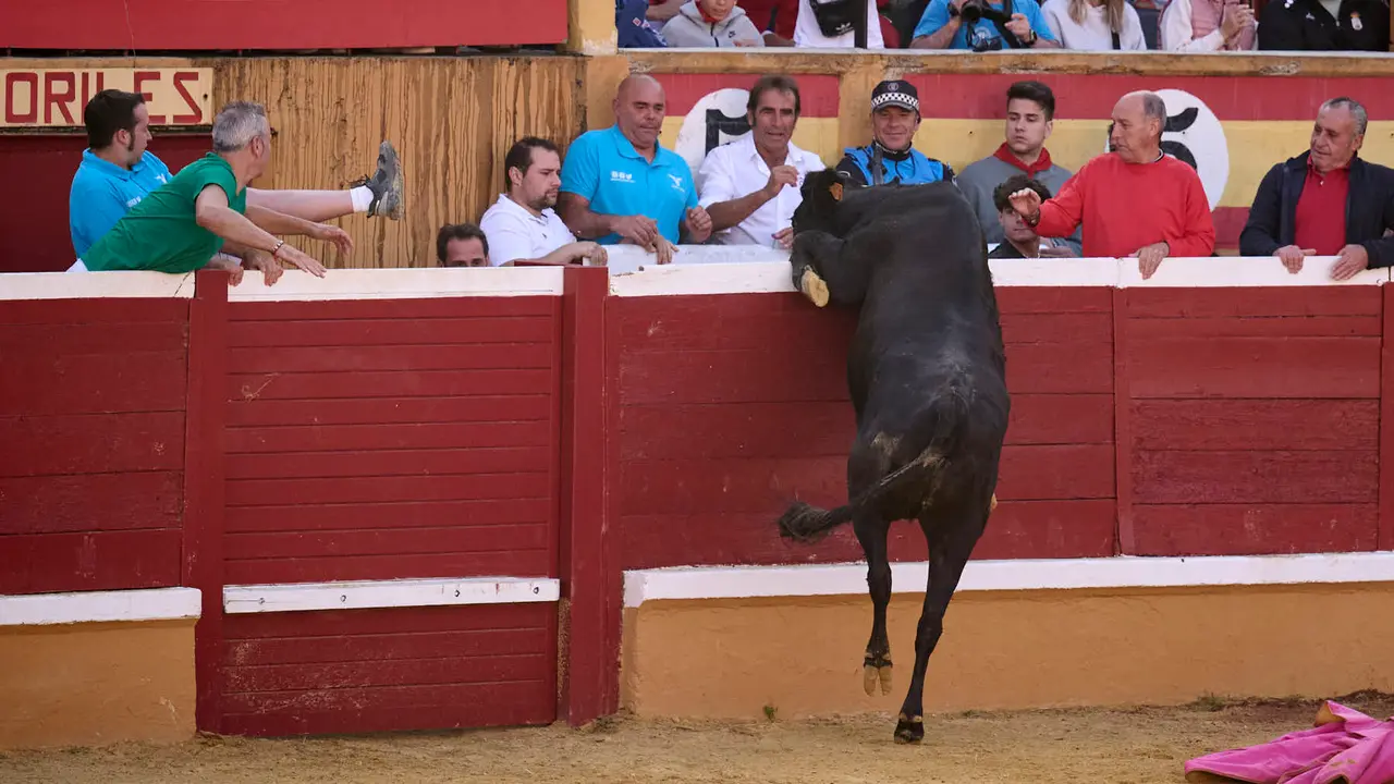 Suelta de vaquillas de la ganadería de Enrique Domínguez en la plaza de toros de Tudela tras el segundo encierro de toros durante las fiestas 2025. PABLO LASAOSA