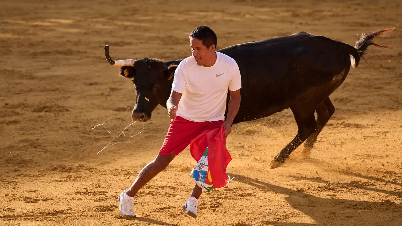 Suelta de vaquillas de la ganadería de Enrique Domínguez en la plaza de toros de Tudela tras el segundo encierro de toros durante las fiestas 2025. PABLO LASAOSA