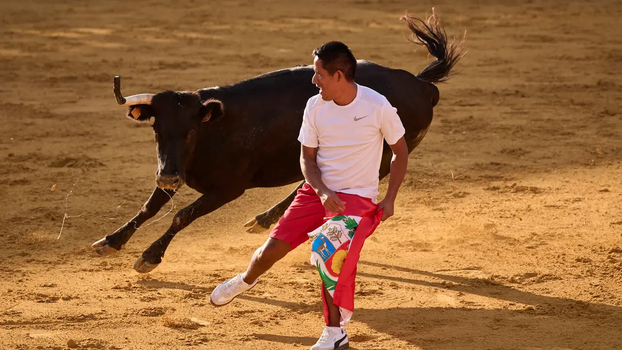 Suelta de vaquillas de la ganadería de Enrique Domínguez en la plaza de toros de Tudela tras el segundo encierro de toros durante las fiestas 2025. PABLO LASAOSA