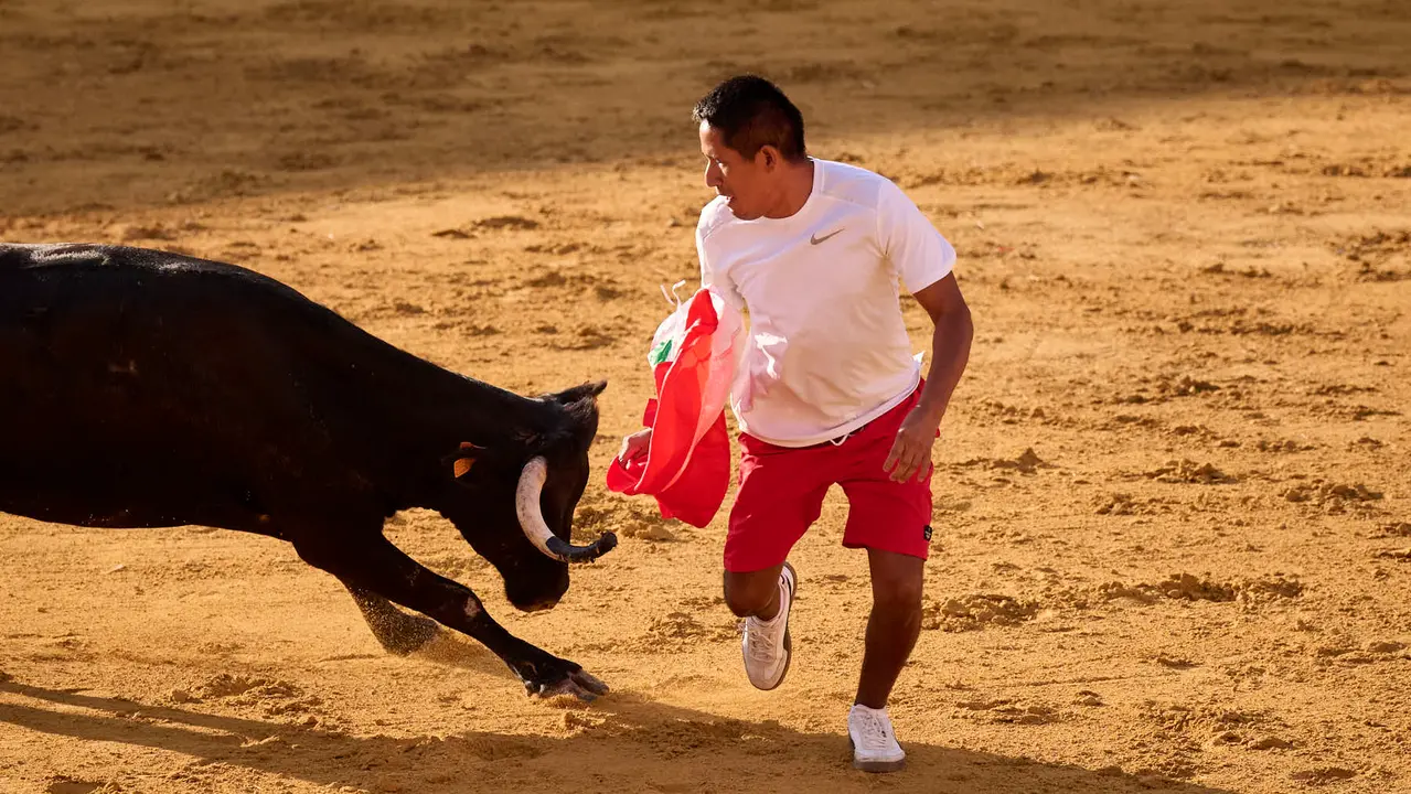 Suelta de vaquillas de la ganadería de Enrique Domínguez en la plaza de toros de Tudela tras el segundo encierro de toros durante las fiestas 2025. PABLO LASAOSA