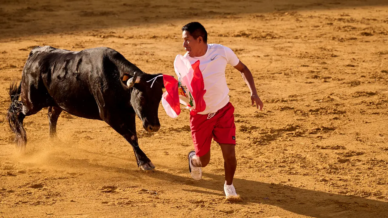 Suelta de vaquillas de la ganadería de Enrique Domínguez en la plaza de toros de Tudela tras el segundo encierro de toros durante las fiestas 2025. PABLO LASAOSA