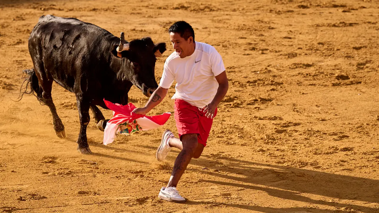 Suelta de vaquillas de la ganadería de Enrique Domínguez en la plaza de toros de Tudela tras el segundo encierro de toros durante las fiestas 2025. PABLO LASAOSA