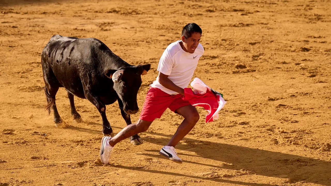 Suelta de vaquillas de la ganadería de Enrique Domínguez en la plaza de toros de Tudela tras el segundo encierro de toros durante las fiestas 2025. PABLO LASAOSA