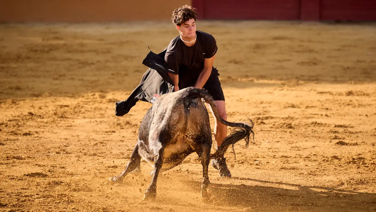 Suelta de vaquillas de la ganadería de Enrique Domínguez en la plaza de toros de Tudela tras el segundo encierro de toros durante las fiestas 2025. PABLO LASAOSA